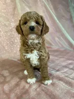 Male Bichon poo 2305, a male Cockapoo for sale in Joice, IA – 6 of 8