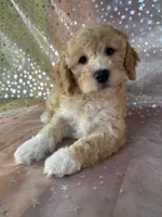 Male poodle 2383, a male Poodle - Miniature  for sale in Joice, IA – 9 of 9