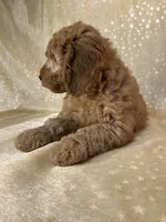 Male Mini Goldendoodle 2300, a male Miniature Goldendoodle for sale in Joice, IA – 8 of 10