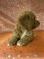 Male Bichon Poodle  2338, a male Bichpoo for sale in Joice, IA – 7 of 9