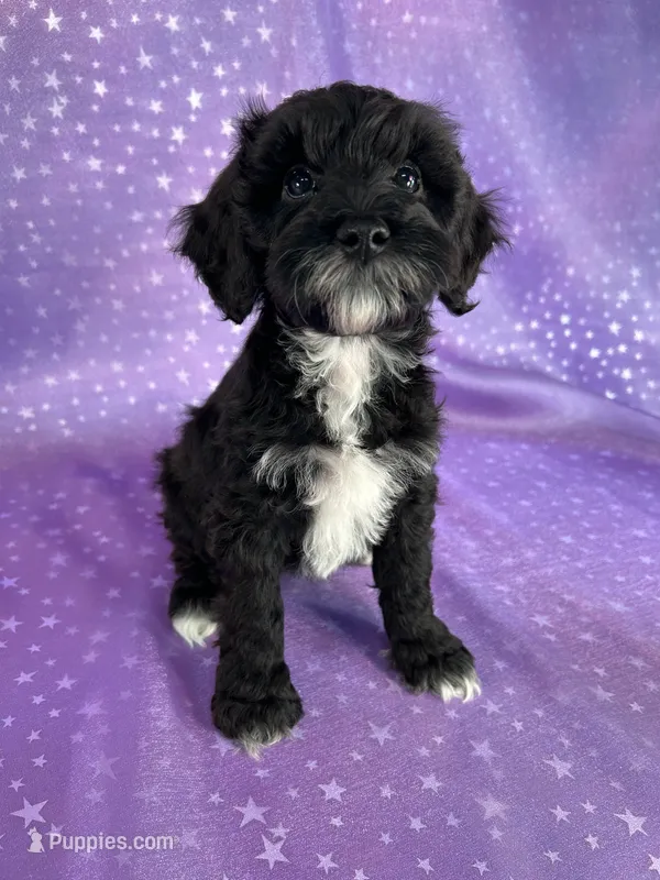 Female Schnoodle 2297 – Schnoodle puppy for sale in Joice, IA