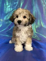 Schnoodle male 2344 , a male Schnoodle for sale in Joice, IA – 3 of 9