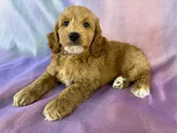 Male Cockapoo, a male Cockapoo for sale in Joice, IA – 8 of 9