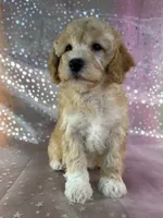 Male poodle 2383, a male Poodle - Miniature  for sale in Joice, IA – 5 of 9