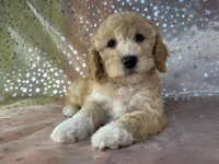 Male poodle 2383, a male Poodle - Miniature  for sale in Joice, IA – 6 of 9