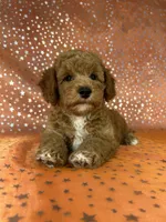 Male Bichon Poodle  2338, a male Bichpoo for sale in Joice, IA – 9 of 9
