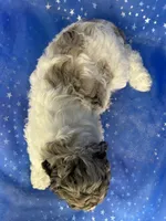 Female Cockapoo 2314, a female Cockapoo for sale in Joice, IA – 5 of 10