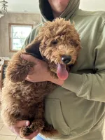 Male Mini Goldendoodle 2294, a male Miniature Goldendoodle for sale in Joice, IA – 4 of 4