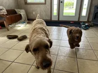 Male Mini Goldendoodle 2294, a male Miniature Goldendoodle for sale in Joice, IA – 2 of 4