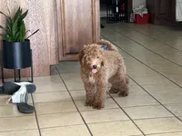 Male Mini Goldendoodle 2294, a male Miniature Goldendoodle for sale in Joice, IA – 3 of 4