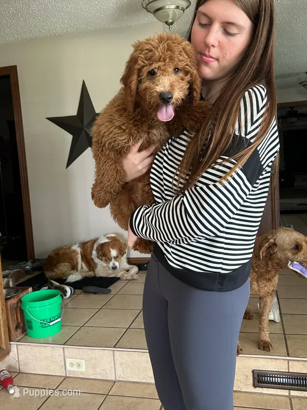 Male Mini Goldendoodle 2294 – Miniature Goldendoodle puppy for sale in Joice, IA