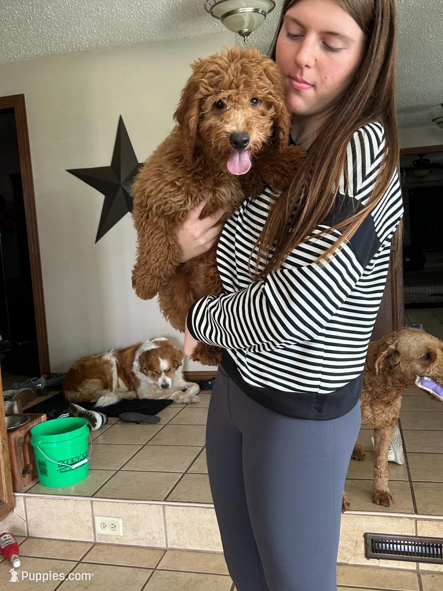 Male Mini Goldendoodle 2294, a male Miniature Goldendoodle for sale in Joice, IA – 1 of 4