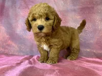Male Bichon poodle 2335, a male Bichpoo for sale in Joice, IA – 1 of 10