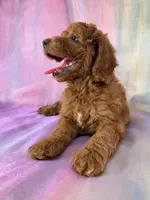 Female Mini Goldendoodle 2329, a female Miniature Goldendoodle for sale in Joice, IA – 2 of 10
