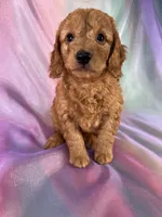 Male Mini Goldendoodle 2328, a male Miniature Goldendoodle for sale in Joice, IA – 5 of 9