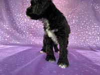 Female Schnoodle 2297, a female Schnoodle for sale in Joice, IA – 2 of 8