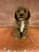 Male Bichon Poodle  2338, a male Bichpoo for sale in Joice, IA – 8 of 9