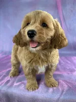Female Bichon poo 2356, a female Bichpoo for sale in Joice, IA – 4 of 10