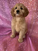 Female Cockapoo 2351, a female Cockapoo for sale in Joice, IA – 5 of 9