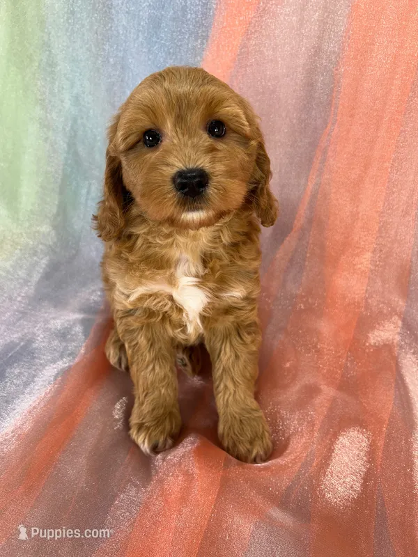 Male Schnoodle 2401 – Schnoodle puppy for sale in Joice, IA