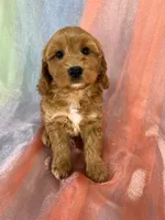 Male Schnoodle 2401, a male Schnoodle for sale in Joice, IA – 1 of 9