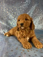 Female Cockapoo 2390, a female Cockapoo for sale in Joice, IA – 5 of 10