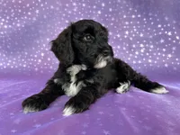 Female Schnoodle 2297, a female Schnoodle for sale in Joice, IA – 7 of 8
