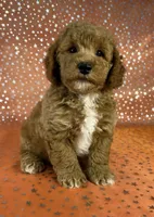Male Bichon Poodle  2338, a male Bichpoo for sale in Joice, IA – 5 of 9
