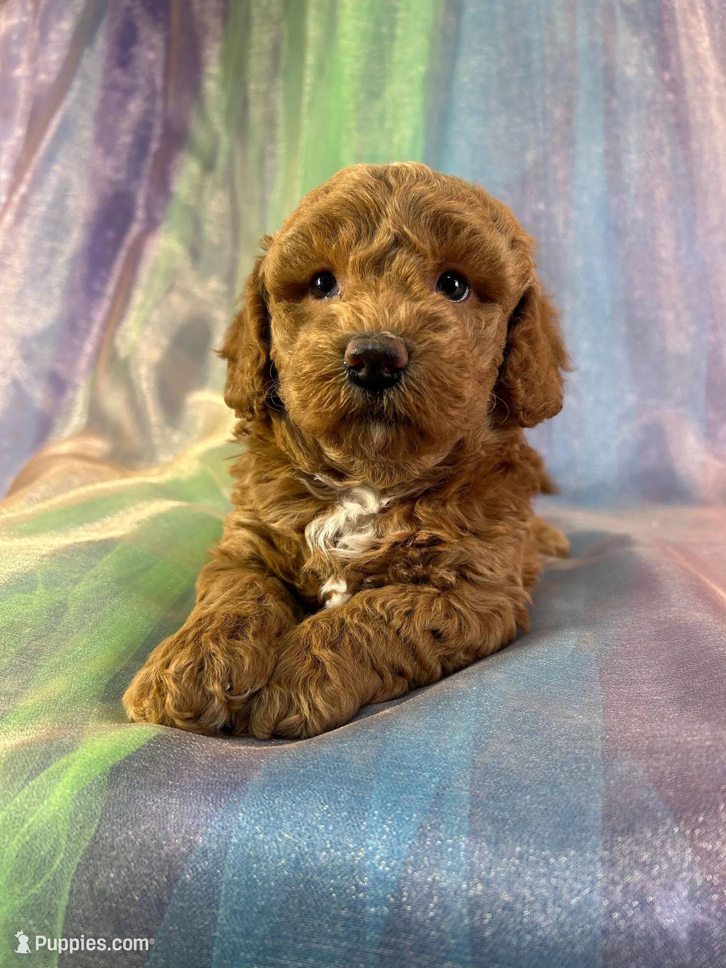 Female Bichon Poo 2292, a female Schnoodle for sale in Joice, IA – 1 of 10