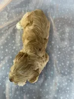 Male Cockapoo 2298, a male Cockapoo for sale in Joice, IA – 9 of 9