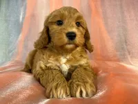 Male Schnoodle 2401, a male Schnoodle for sale in Joice, IA – 9 of 9