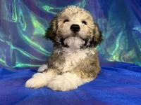Schnoodle male 2344 , a male Schnoodle for sale in Joice, IA – 4 of 9