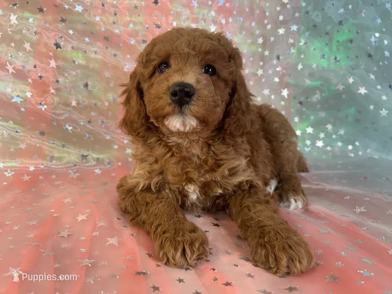 Female Cockapoo 2243