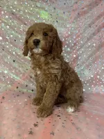 processed/9e52ed2b-da21-46fa-996b-ef8825d02374/listing/58c4997e-9e31-4aca-b1a4-8e9c53bac966/6b93f119-3bd5-4d05-ba1b-a1902b5a1226