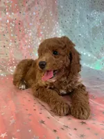 processed/9e52ed2b-da21-46fa-996b-ef8825d02374/listing/58c4997e-9e31-4aca-b1a4-8e9c53bac966/7488e197-341f-47b8-9677-6e620239b048