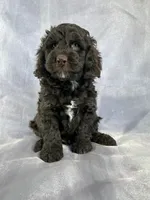 Male Cockapoo 2282, a male Cockapoo for sale in Joice, IA – Photo 4 of 10