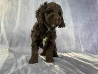 Male Cockapoo 2282, a male Cockapoo for sale in Joice, IA – Photo 7 of 10