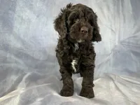 Male Cockapoo 2282, a male Cockapoo for sale in Joice, IA – Photo 2 of 10