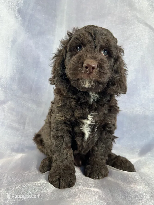 Male Cockapoo 2282 – Cockapoo puppy for sale in Joice, IA
