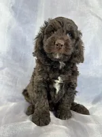 Male Cockapoo 2282, a male Cockapoo for sale in Joice, IA – Photo 1 of 10
