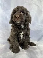 Male Cockapoo 2282, a male Cockapoo for sale in Joice, IA – Photo 6 of 10
