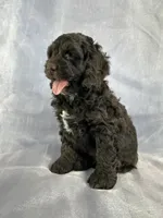 Male Cockapoo 2282, a male Cockapoo for sale in Joice, IA – Photo 10 of 10