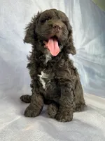 Male Cockapoo 2282, a male Cockapoo for sale in Joice, IA – Photo 3 of 10