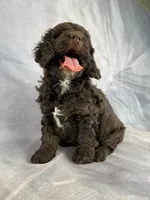 Male Cockapoo 2282, a male Cockapoo for sale in Joice, IA – Photo 8 of 10