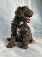 Male Cockapoo 2282, a male Cockapoo for sale in Joice, IA – Photo 5 of 10