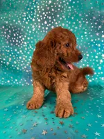 Female Mini Goldendoodle 2310 , a female Miniature Goldendoodle for sale in Joice, IA – 4 of 10