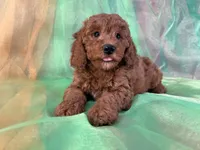Male Mini Goldendoodle 2281, a male Miniature Goldendoodle for sale in Joice, IA – Photo 6 of 10