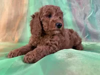 Male Mini Goldendoodle 2281, a male Miniature Goldendoodle for sale in Joice, IA – Photo 5 of 10