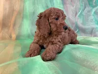 Male Mini Goldendoodle 2281, a male Miniature Goldendoodle for sale in Joice, IA – Photo 4 of 10