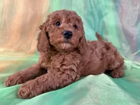 Male Mini Goldendoodle 2281, a male Miniature Goldendoodle for sale in Joice, IA – Photo 9 of 10